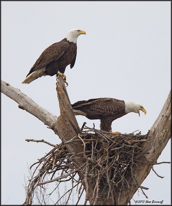 _2SB4148 two bald eagles in osprey nest.jpg - "Bandit and Duke"